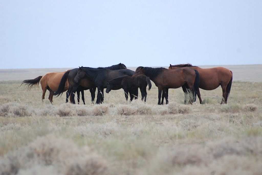 Horses - Kazakstan